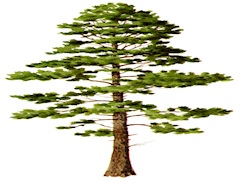 shortleaf-pine