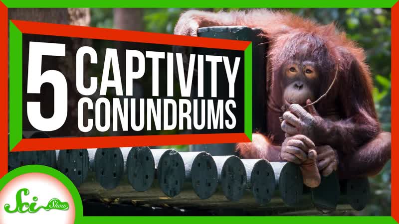 Curious Orangutans and 4 Other Animals a Bit Different in