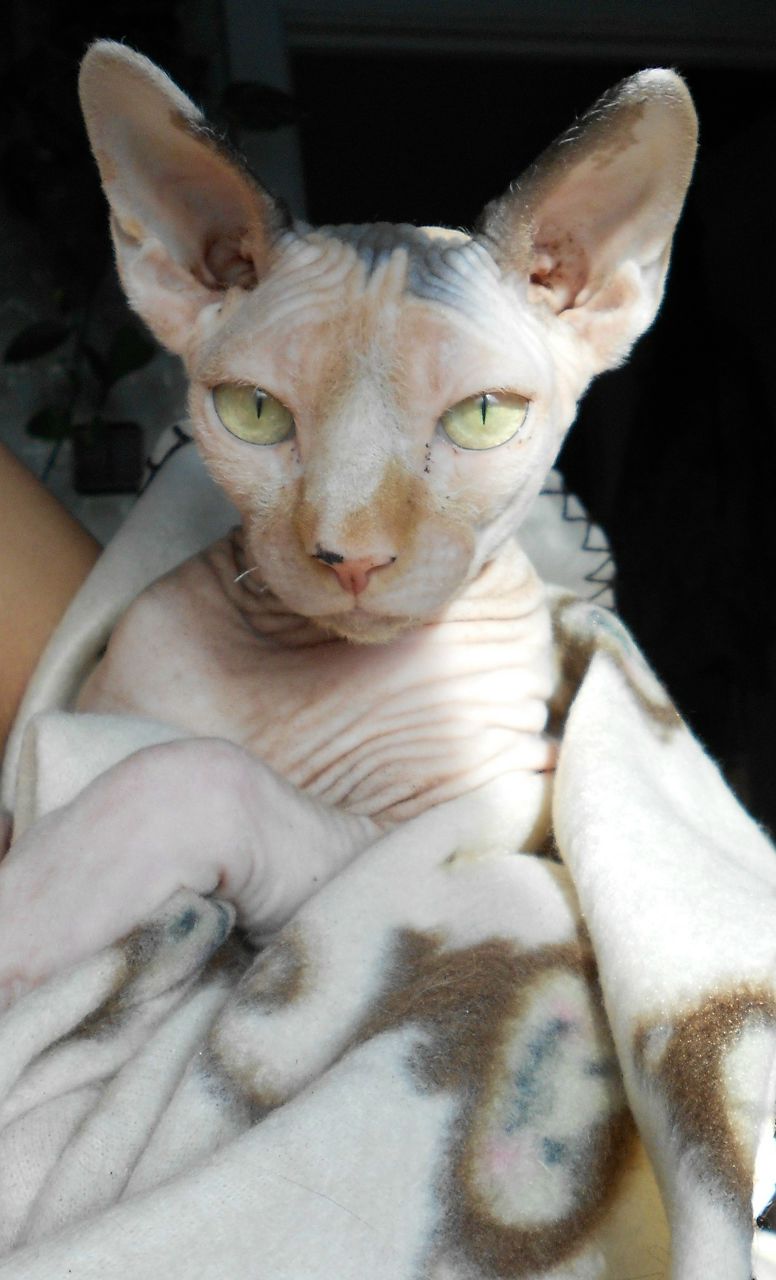 Екатерина Ашихманова | Москва