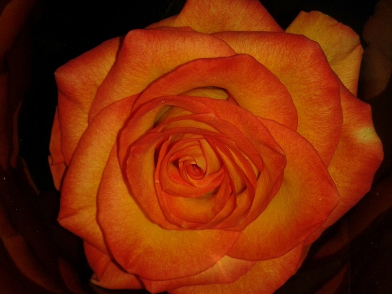 Лена Семилетова | Истра