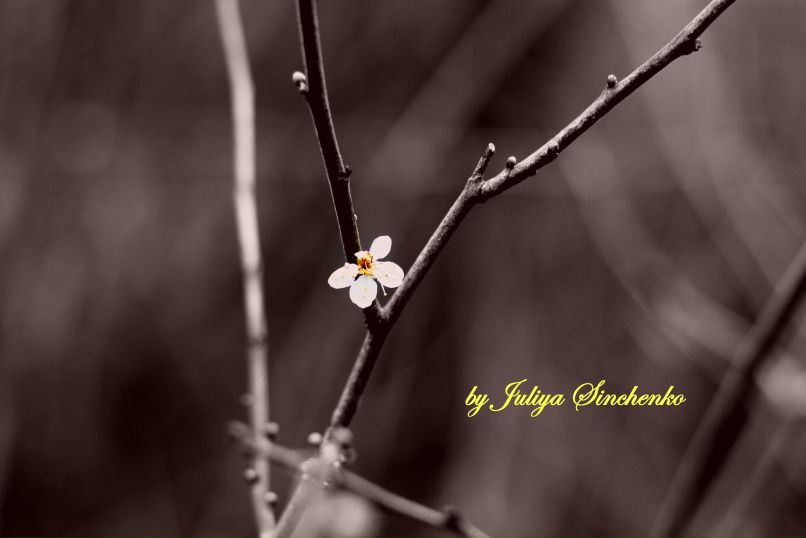 Юля Паламар | Emlichheim