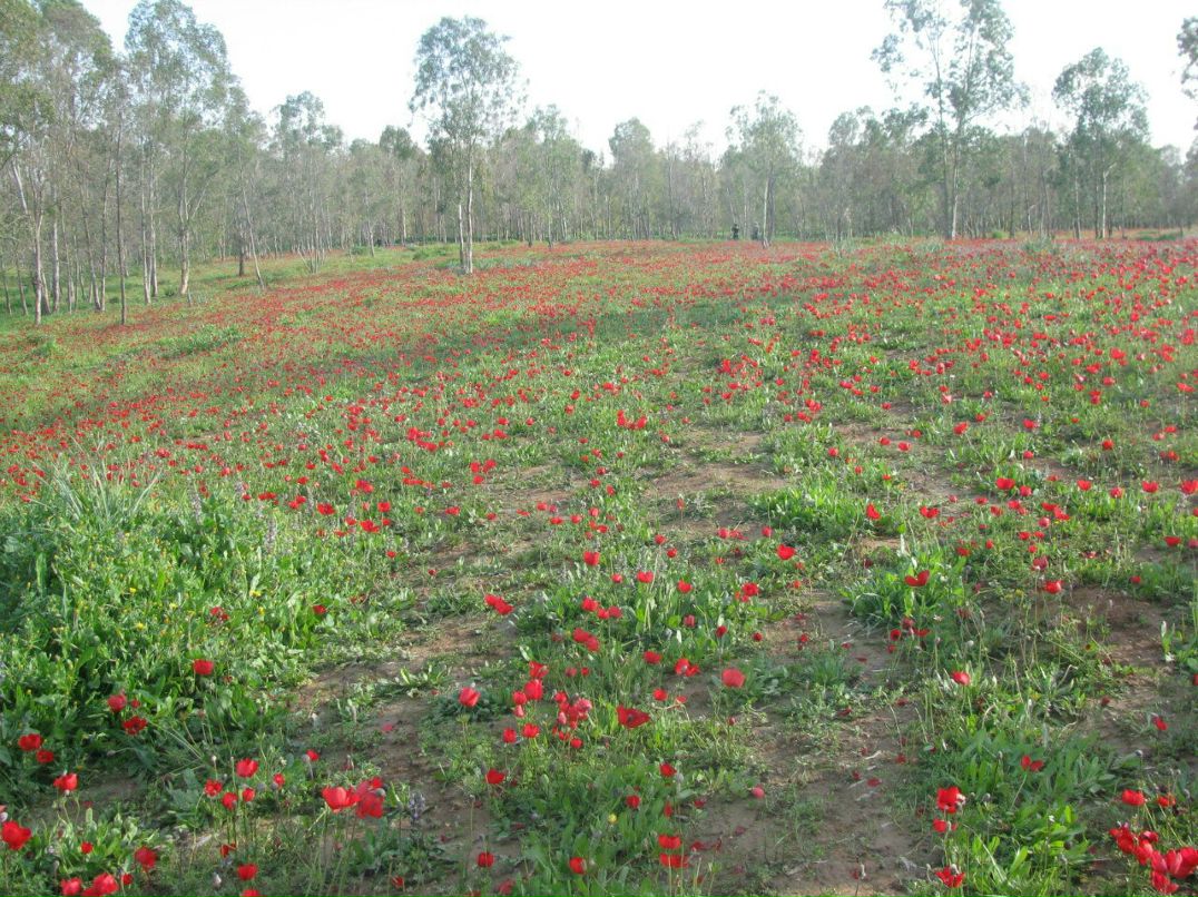 Дина Розенталь | Москва