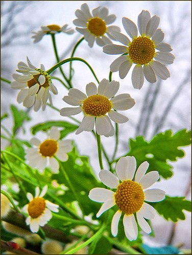 Елена Бортновская | Заречный