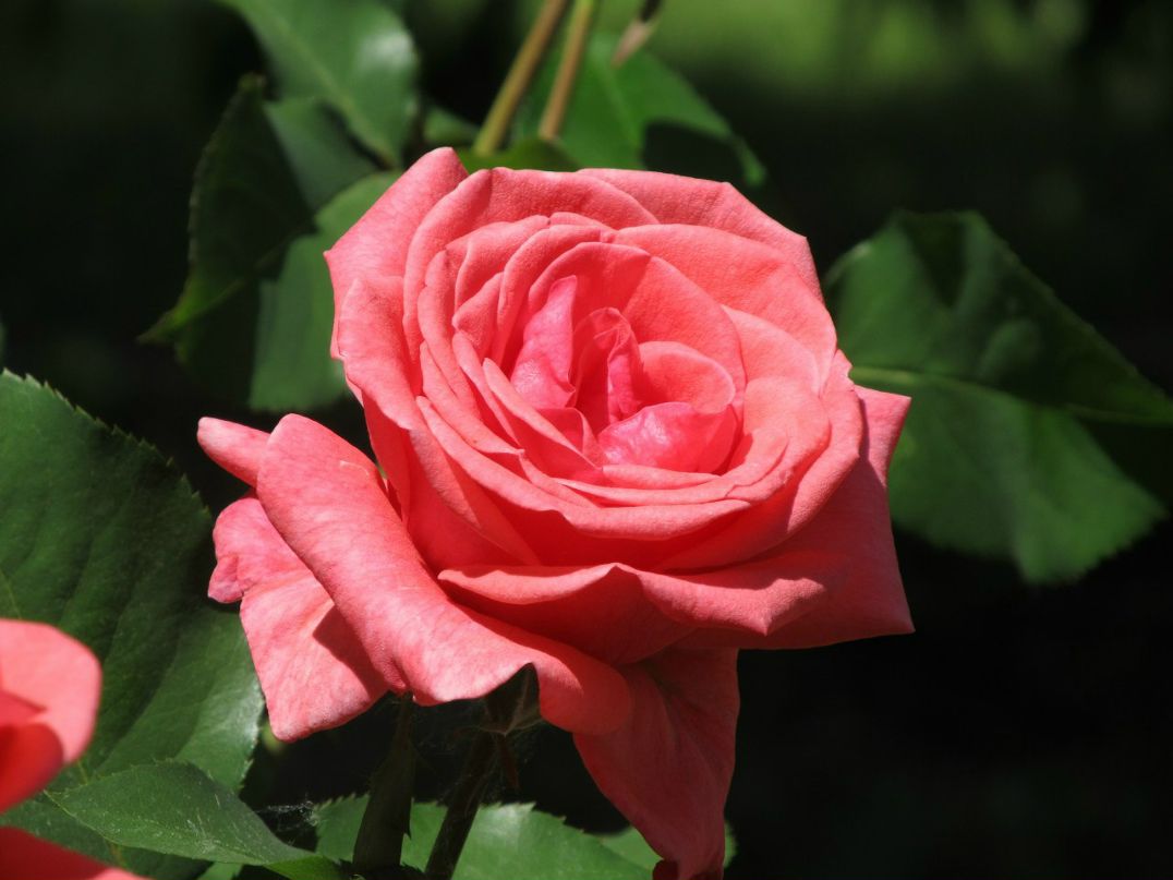 Денис Бублик Corsair | Изюм