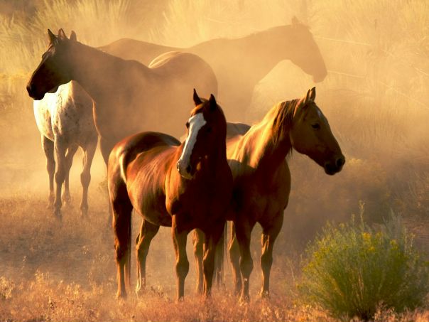 №110, Елена Гусарова, Хадыженск №110, Елена Гусарова, Хадыженск