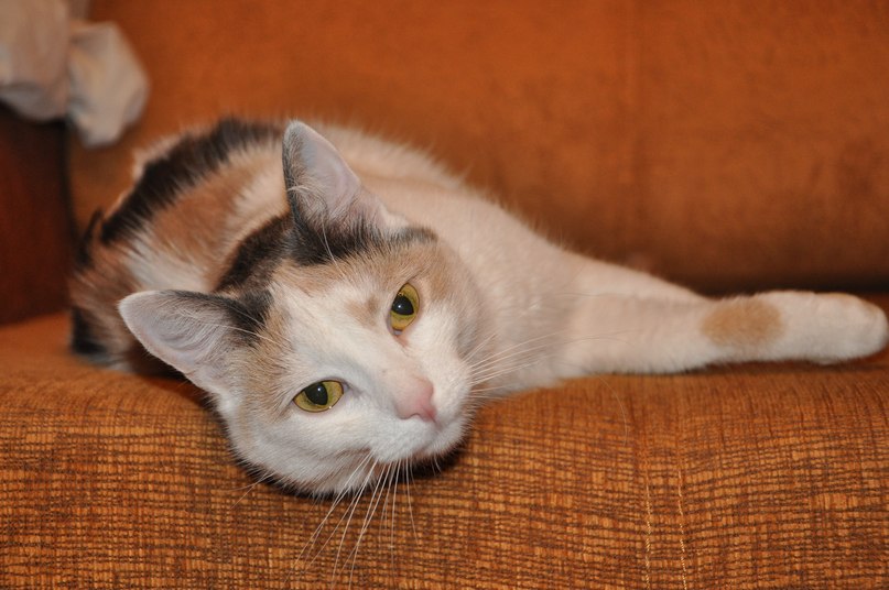 Ольга Шведова | Москва