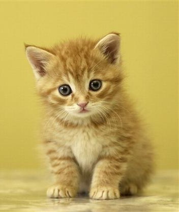 Виктор Кикалия | Красноярск