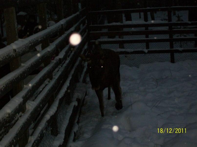 Алина Ескина *без подруги не как* | Костомукша