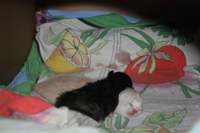 Виктория Титова-Трубачёва | Минск