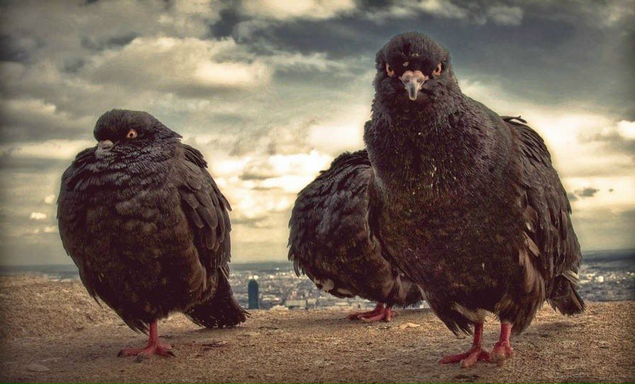 Вера Шиллер Анатольевна | Омск