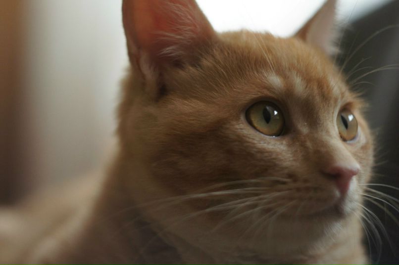 Александр Межерицкий Константинович | Харьков