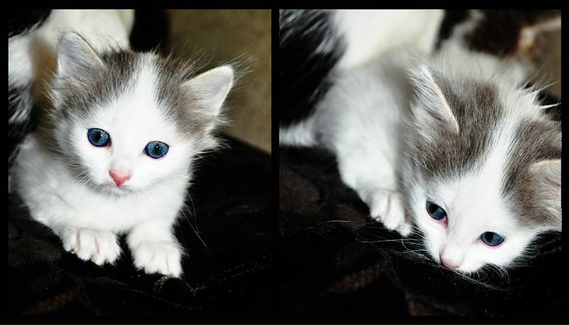 Оля Плюхина | 