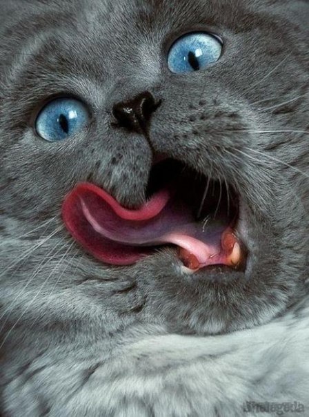 Валечка Смирнова | Санкт-Петербург