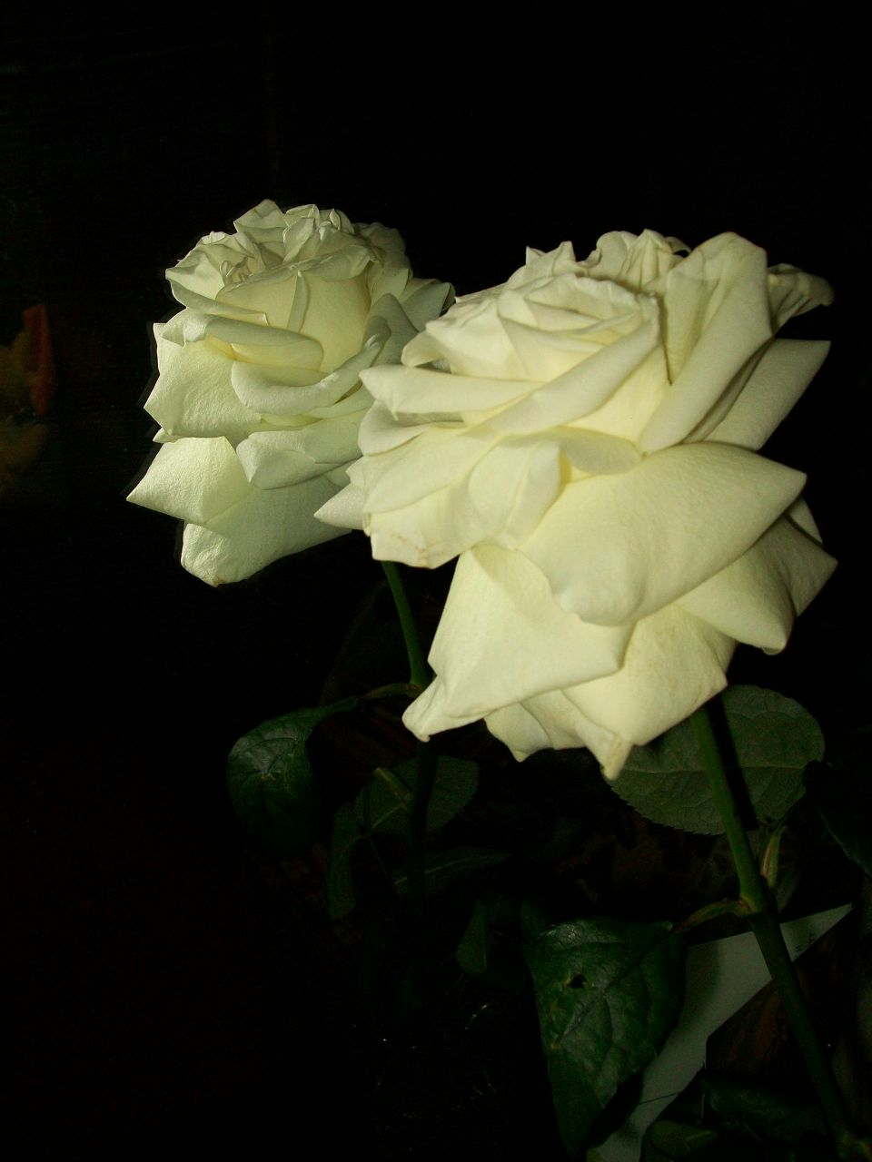 Наталья Рабченок | Боровка