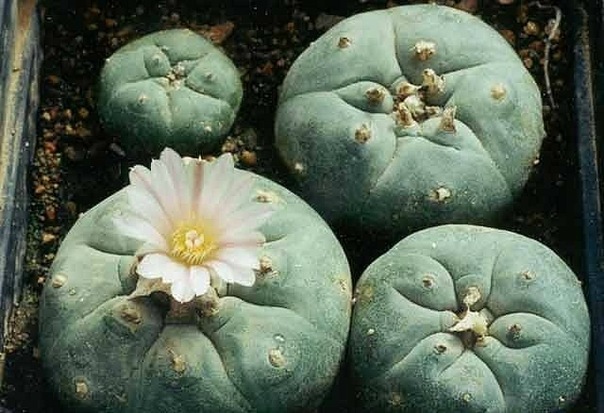 №2, Александр Немченков №2, Александр Немченков