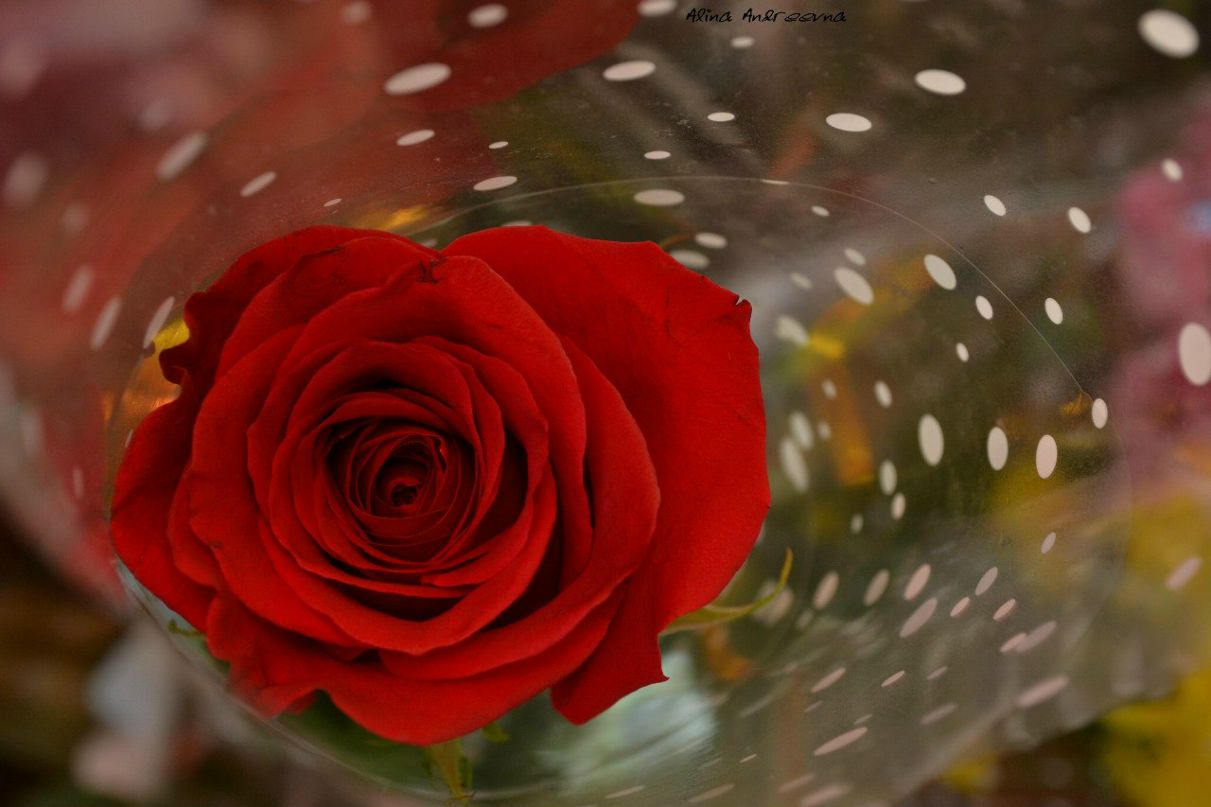 Людмила Рубанчик | Черноморское