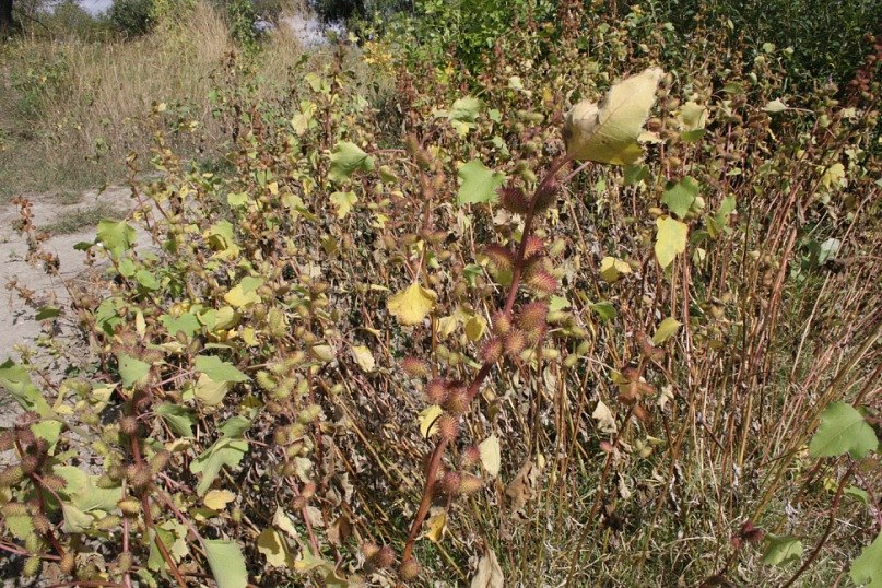 Маргарита Иванова | Москва