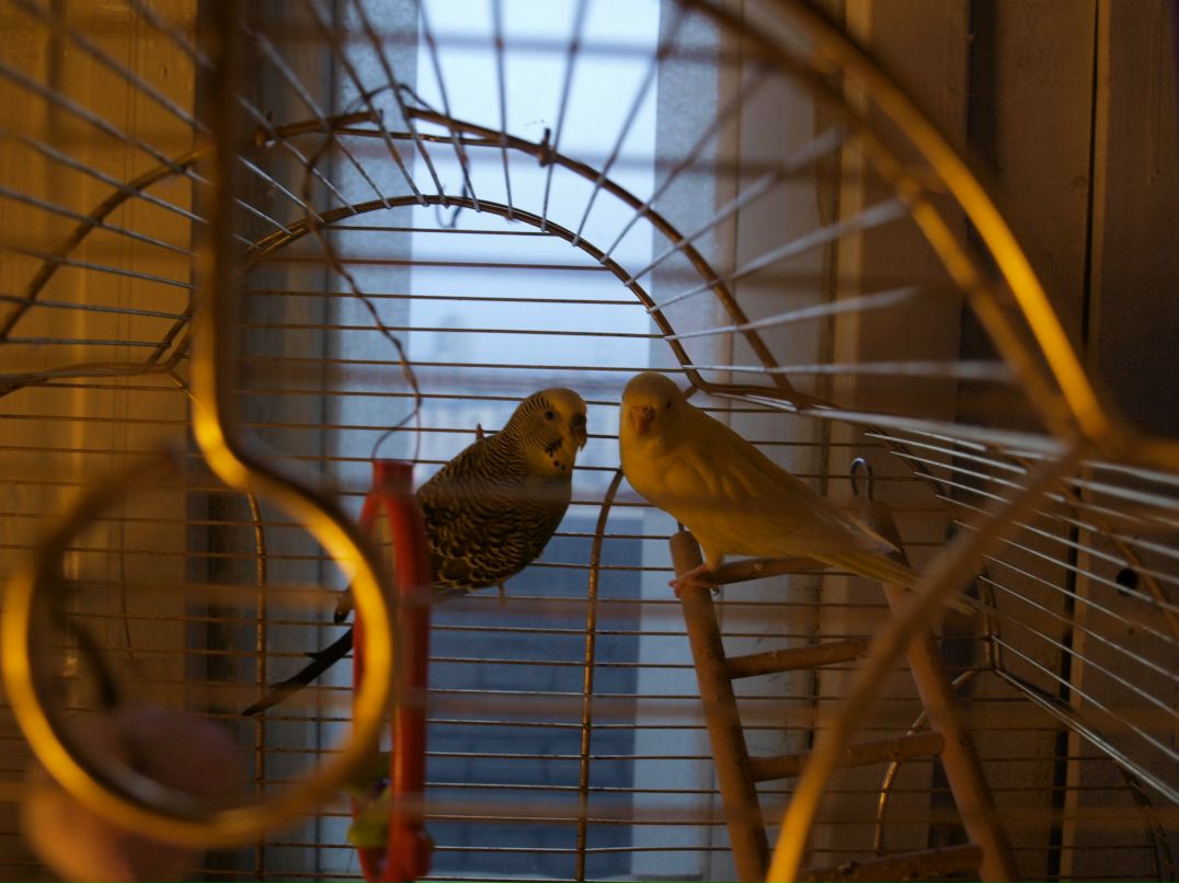 Кацура Маньчжурская 桂滿 | Санкт-Петербург