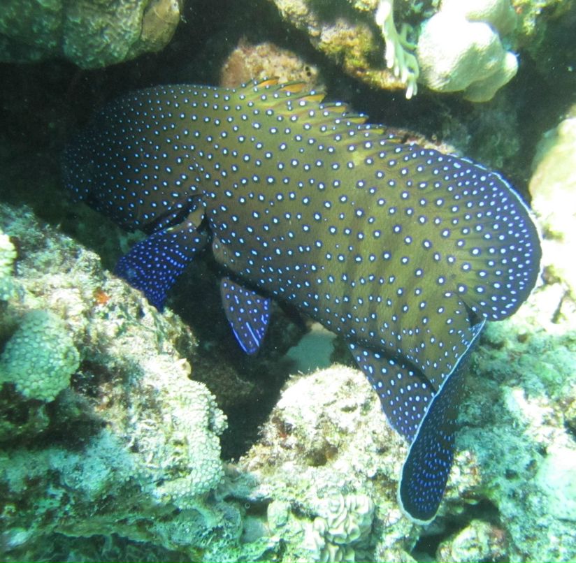 Николай Махортов swimmer | Москва