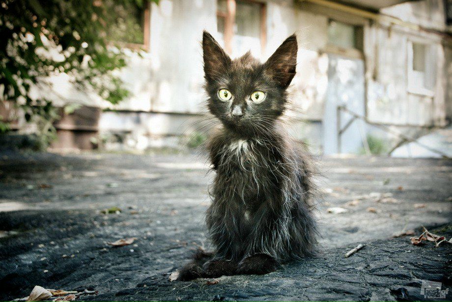 Сергей Фокин | Санкт-Петербург