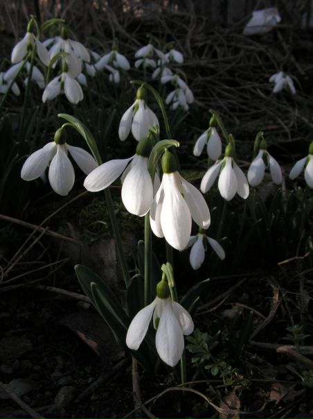 №78, Елена Свок, Симферополь №78, Елена Свок, Симферополь