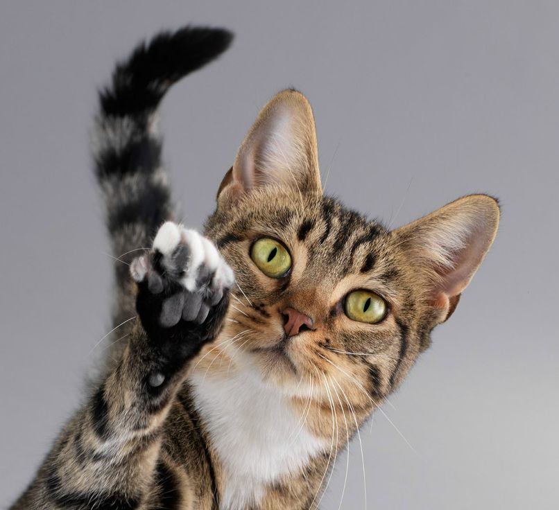 Misaki Nakahara | Новосибирск