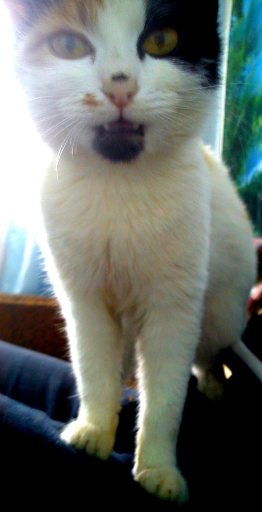 Георгий Ассисяй | Раздольная