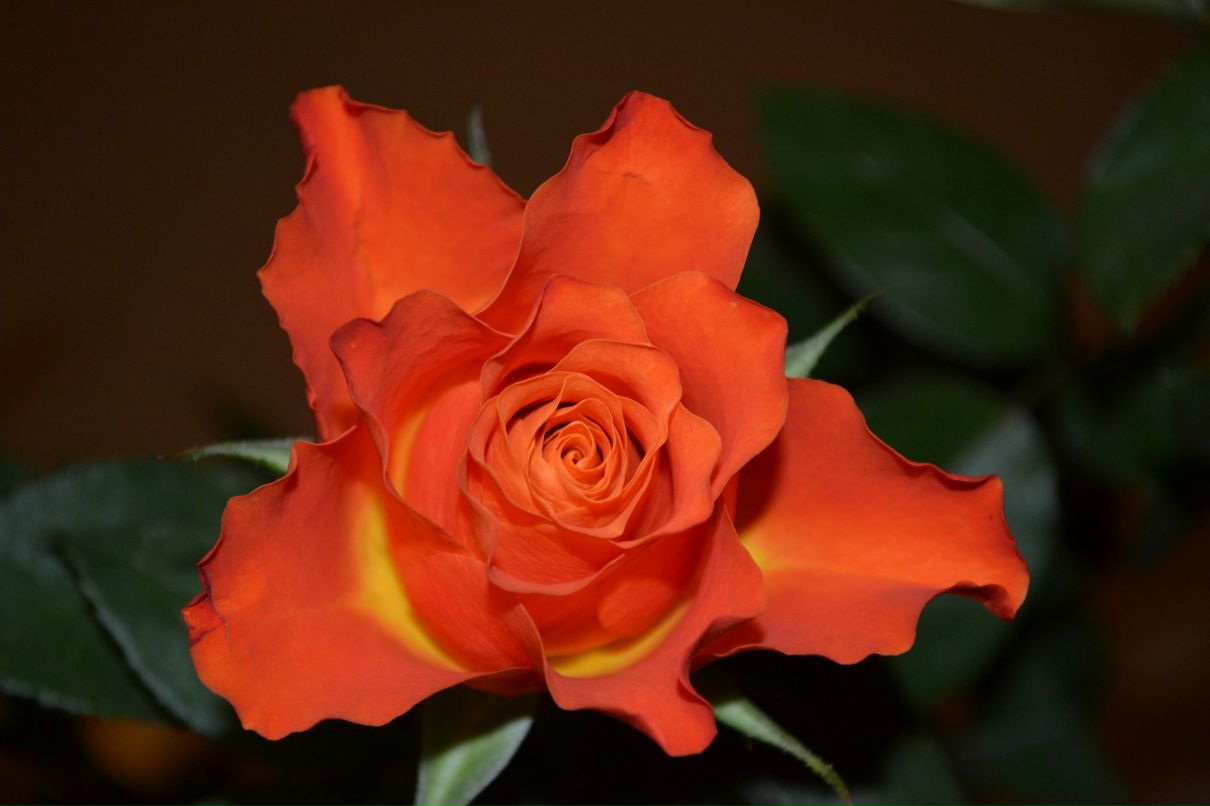 Юлия Шимарская | Нижний Новгород