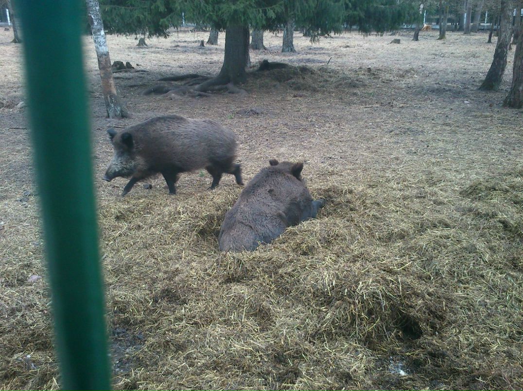 Артем Суботкевич | Кондопога