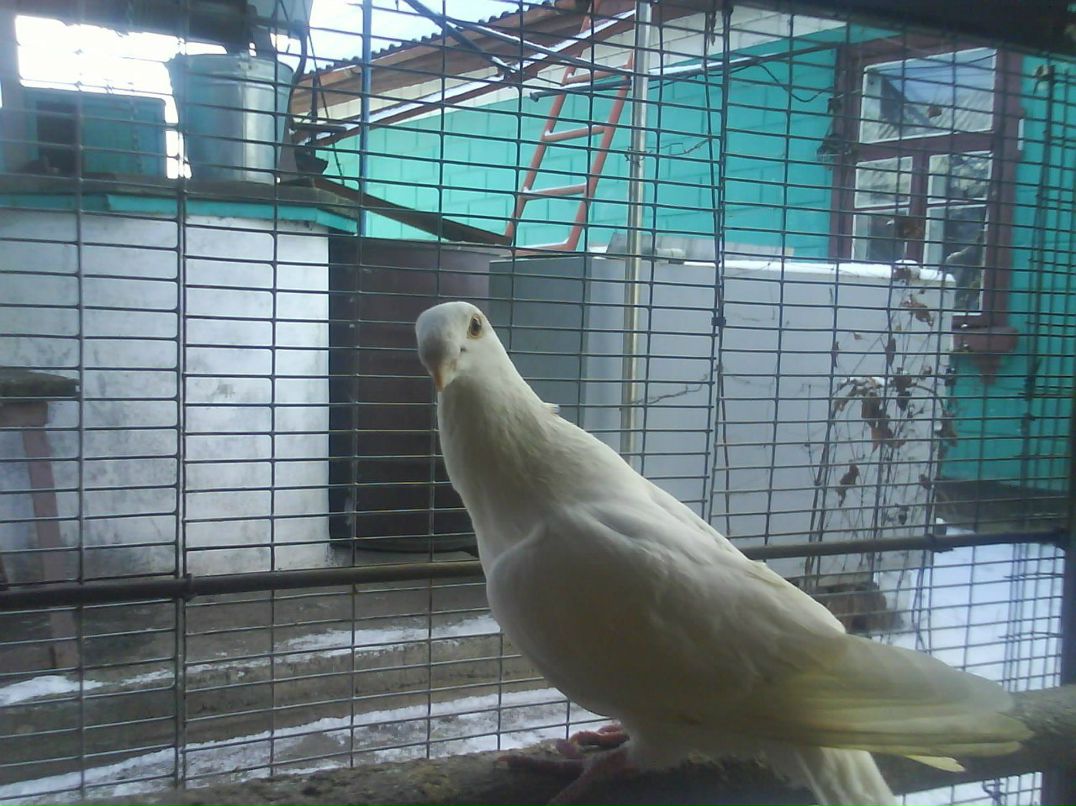 Сергей Котик Павлович | Гайворон