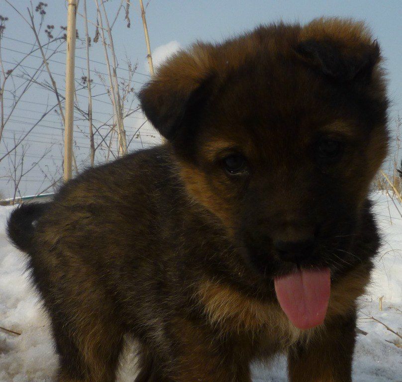 Александра Меркушева | Шигоны (село)