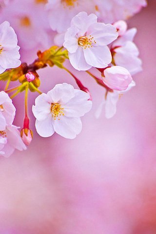 Aльфия Авхатова | Санкт-Петербург