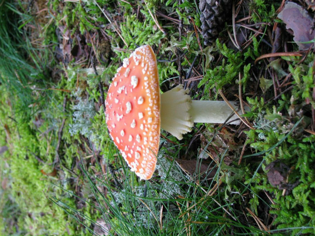 Сергей Воронец | Санкт-Петербург