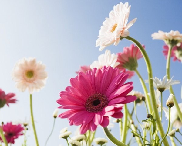 Анна Гербер | Москва