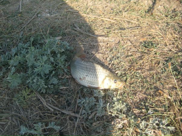 №68, Жорж Оглы, Мелитополь №68, Жорж Оглы, Мелитополь