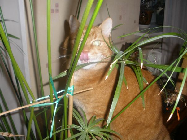 №5, Дарья Стрелолист №5, Дарья Стрелолист