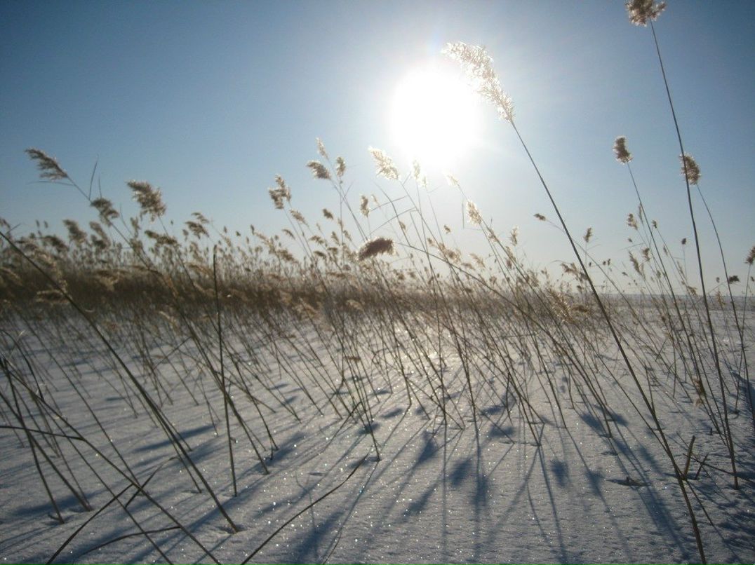 Алексей Матвеев | 