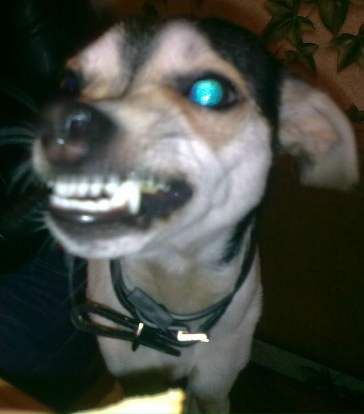 Александр Ермолаев | Черняховск