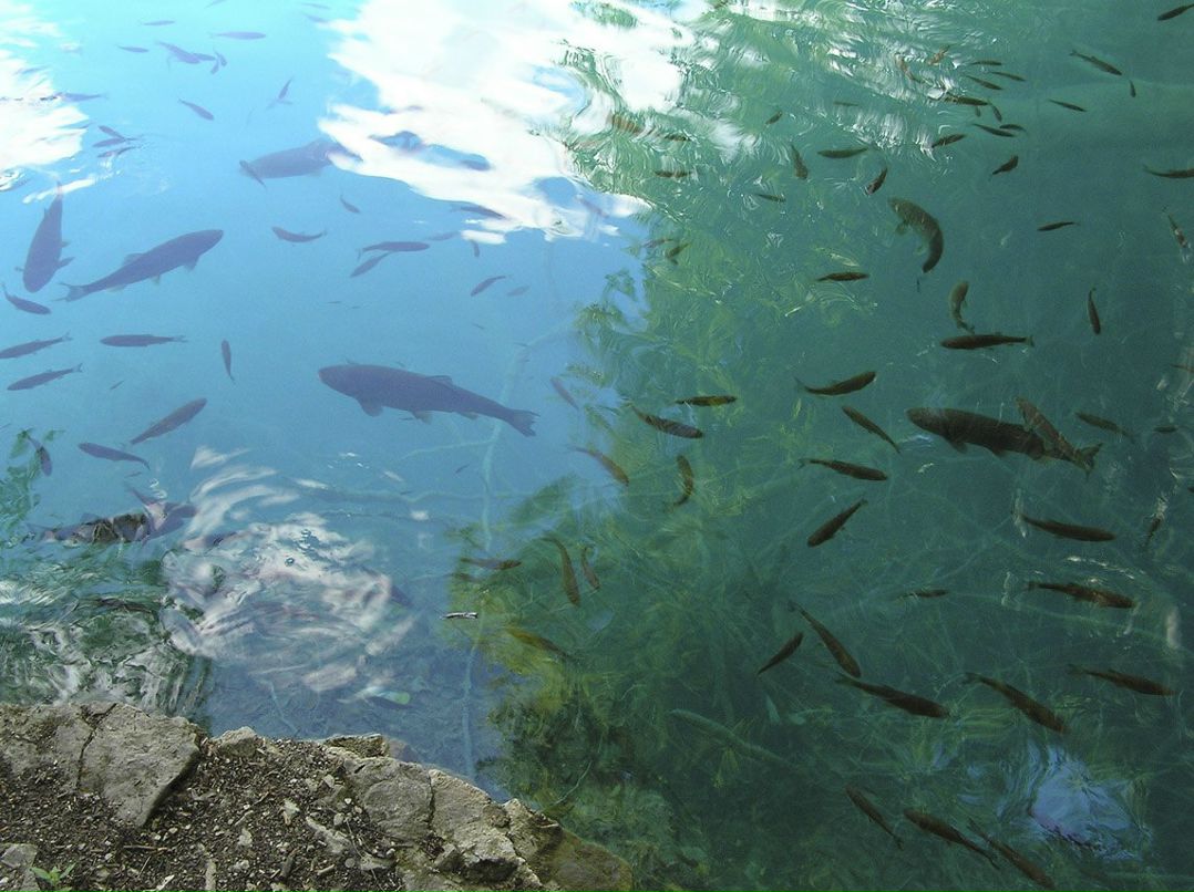 Марина Пергаменщик | Москва