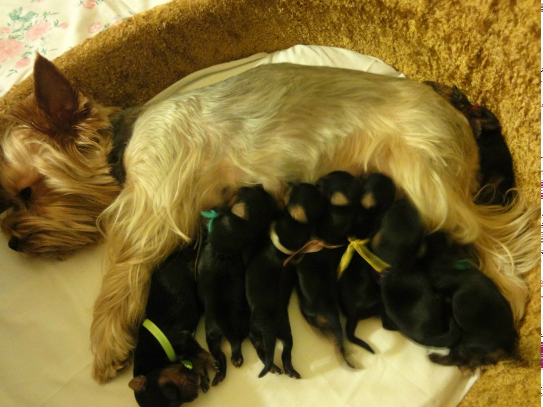 Елена Пересунько | Санкт-Петербург