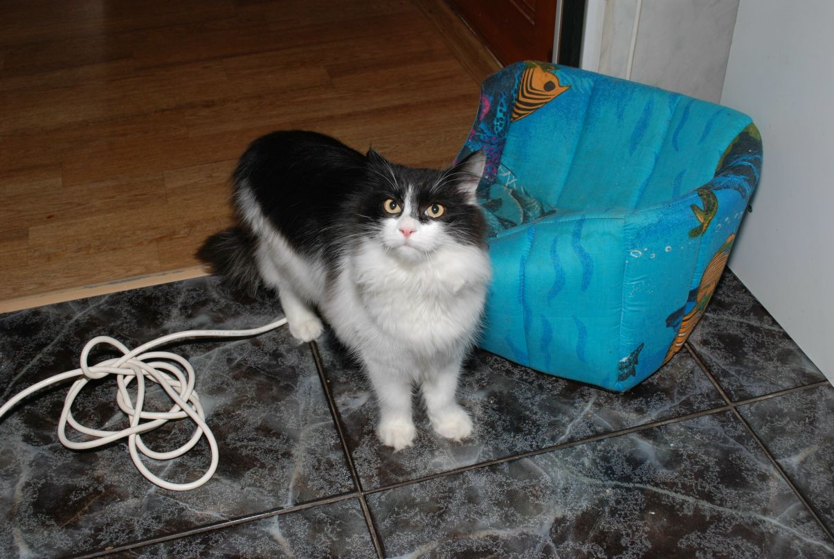 Lena Blyshchyk | Киев