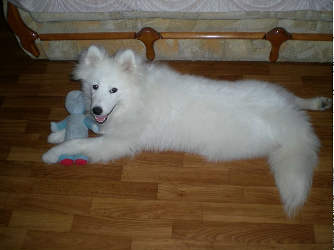 Олеся Пархоменко-Максимова | Pago Pago