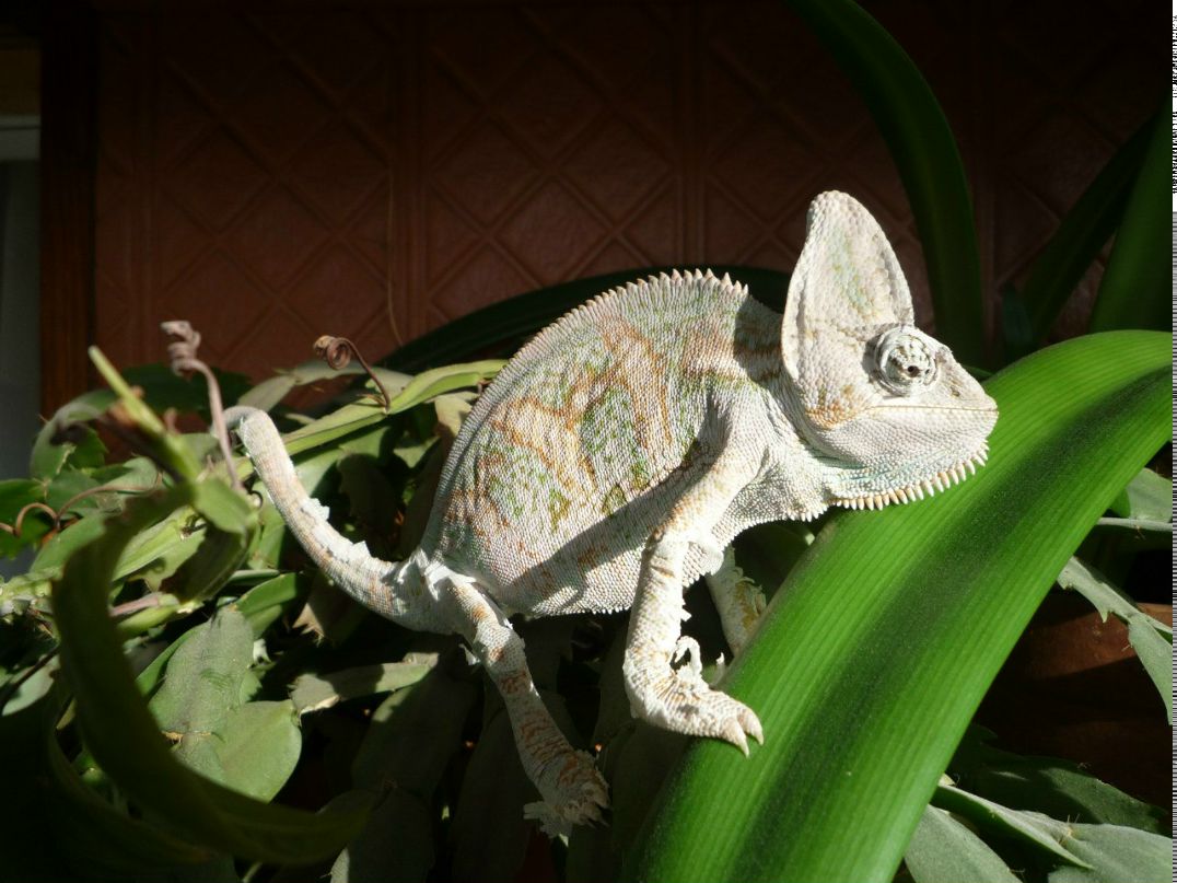 Ярослав Попович αράχνη | Калининград