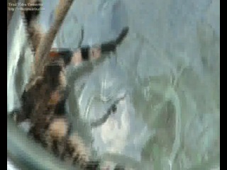 Что такое паучок и казачок в постели