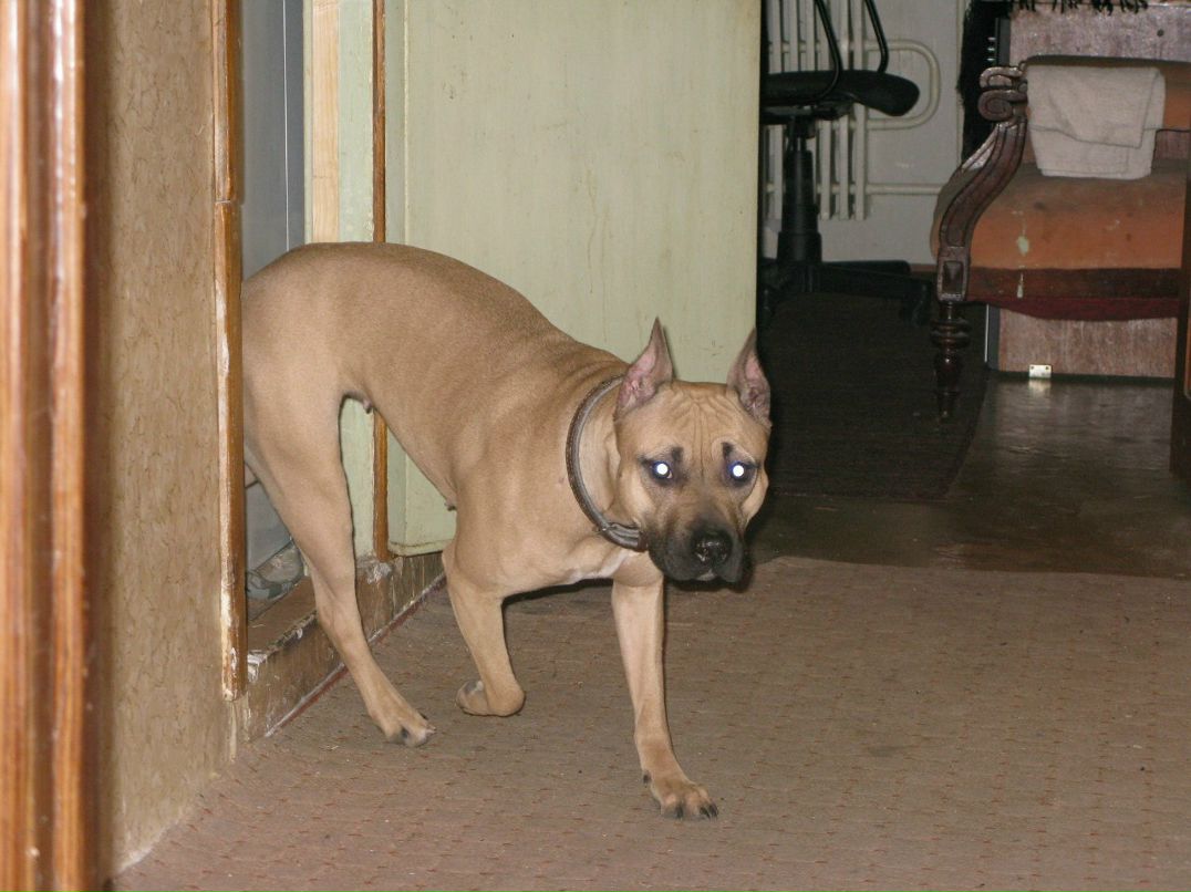 Дмитрий Тарасов | Воронеж