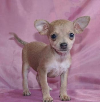 Шмуэль Левошкин | Калининград