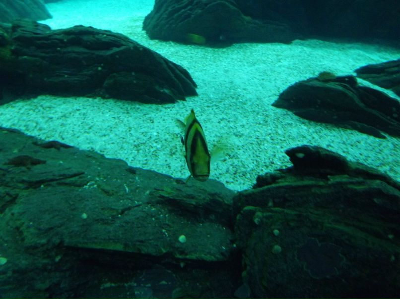 Вова Лещишин | Скалат