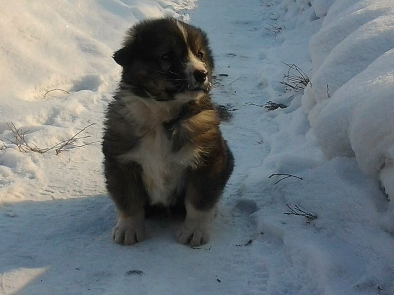 Виталий Стишов | Минусинск