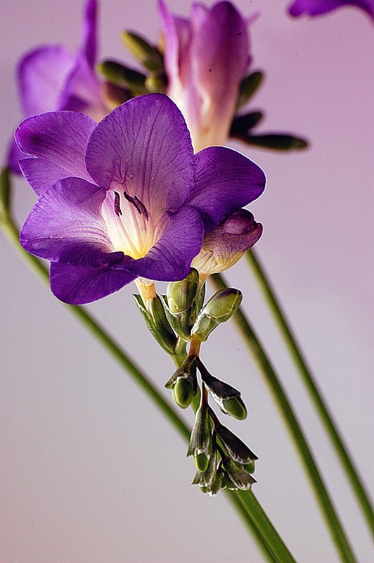 Елена Степанова | Воскресенск