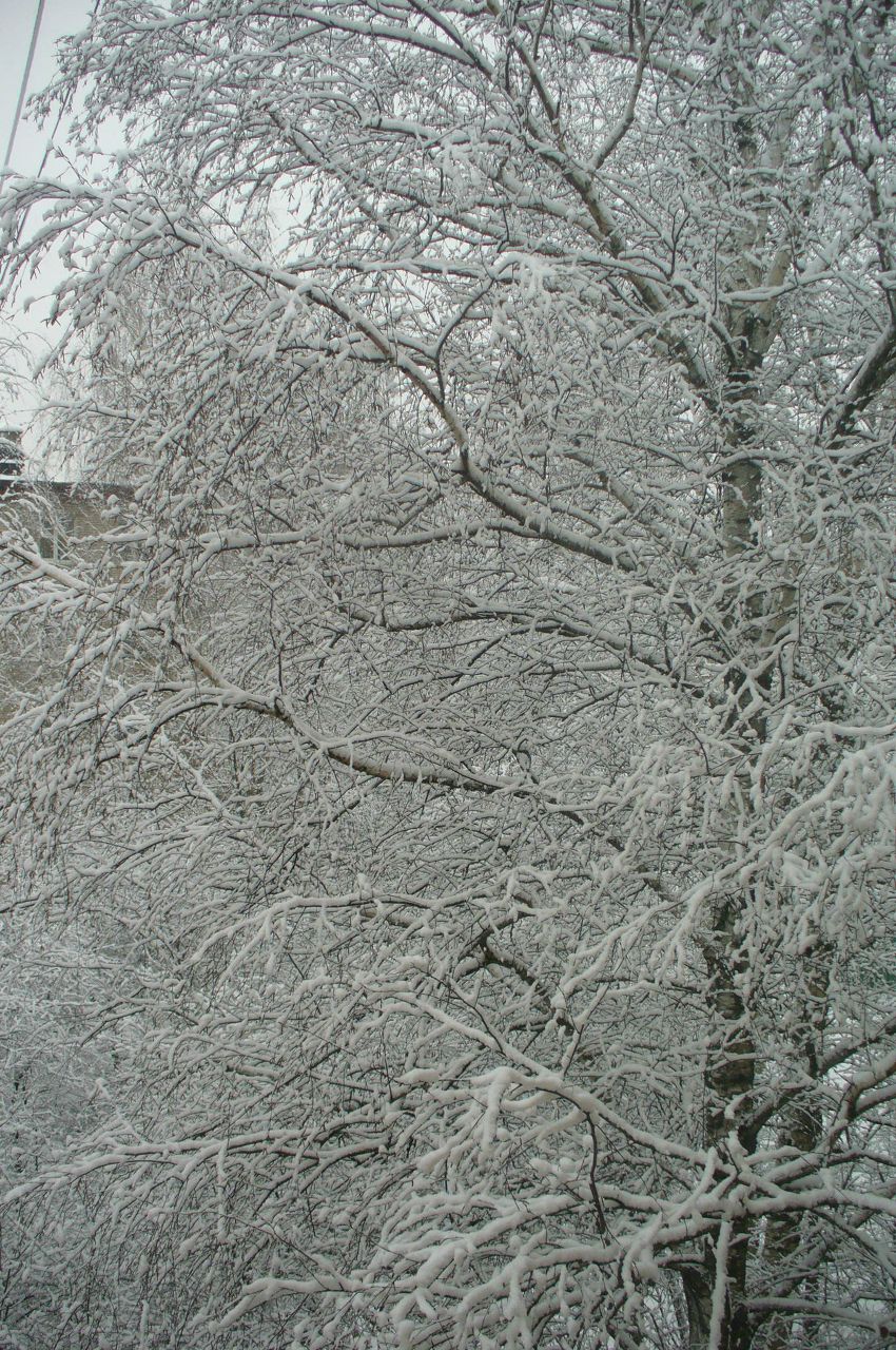 Елена Семёнова | Москва